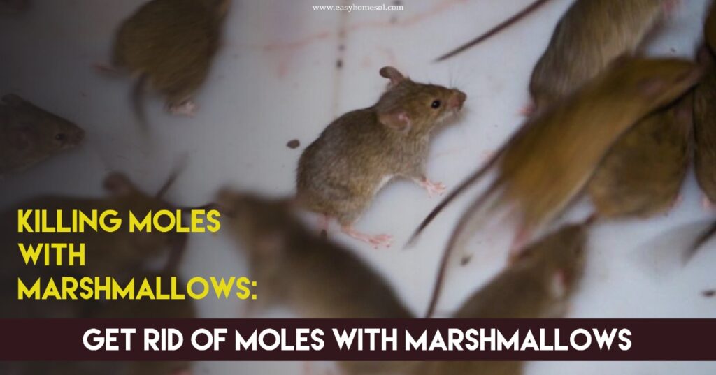 Killing Moles With Marshmallows get rid of moles with marshmallows