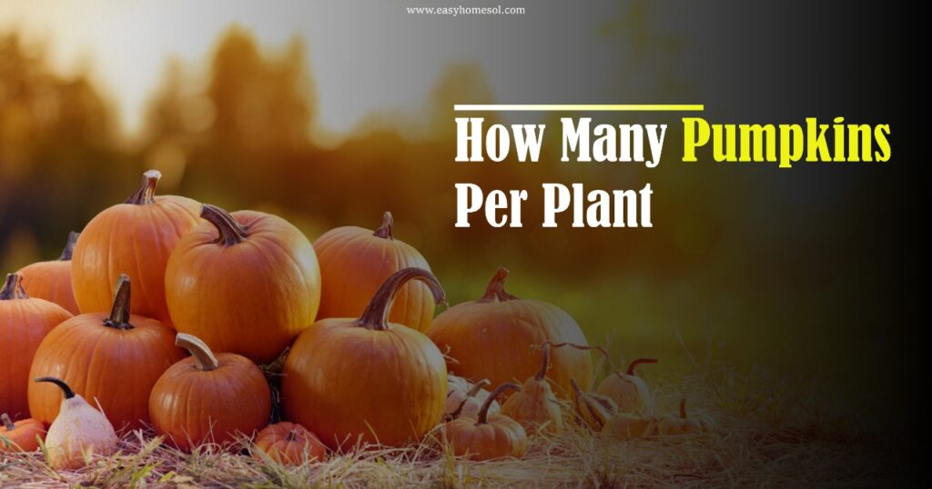 How Many Pumpkins Per Plant