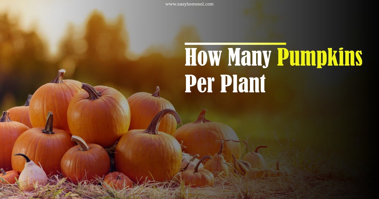 How Many Pumpkins Per Plant