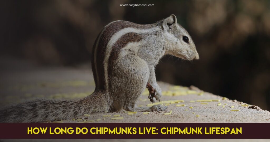 how long do chipmunks live
