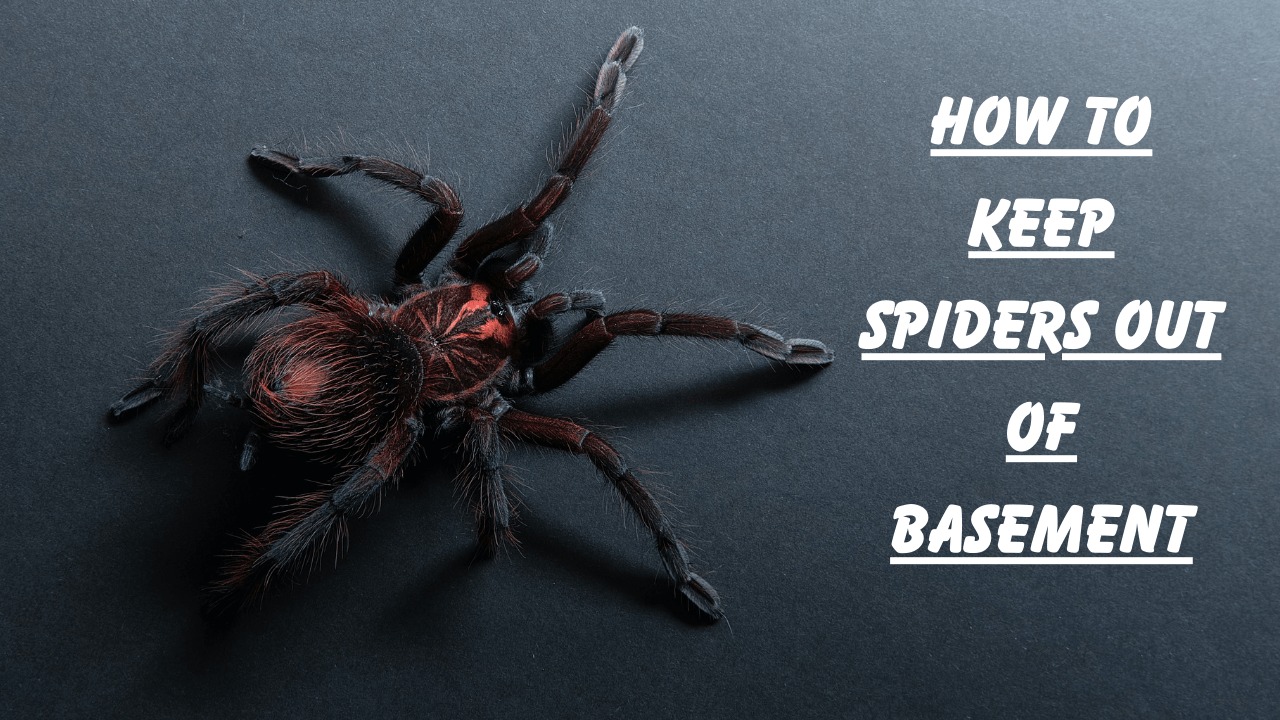 How to Keep Spiders Out of Basement